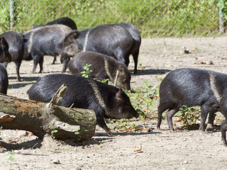 Wild pigs explore a forest area in daylight near a fallen log in an outdoor setting © Piotr