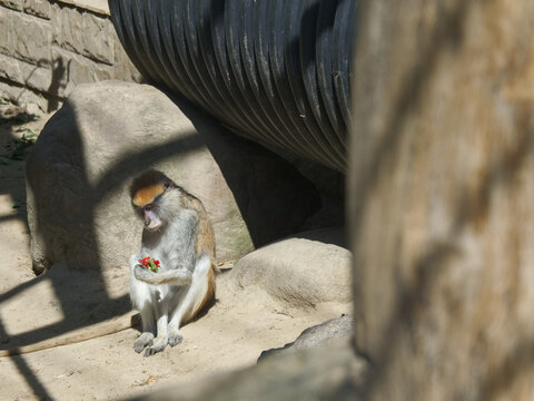 Monkey sitting on rocks and holding food in a zoo setting during the day