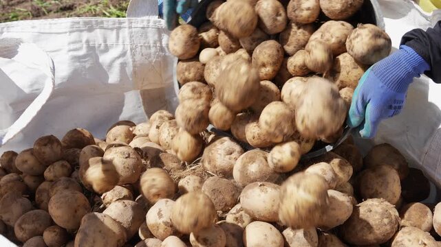 Worker pouring harvested potatoes into large white sack