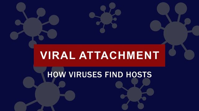 Viral attachment and host infection process: educational medical animation explaining how viruses find and bind to host cells