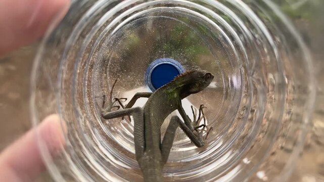 A high-angle close-up shows a small green lizard with a long tail resting inside a transparent plastic bottle held by a hand. The lizard has scales and a spiked ridge along its back.