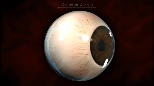 Human eye dimensions showing eyeball diameter, axial length and the relative size of ocular structures.