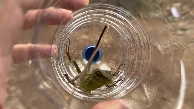 A high-angle close-up shows a small green lizard with a long tail resting inside a transparent plastic bottle held by a hand. The lizard has scales and a spiked ridge along its back.
