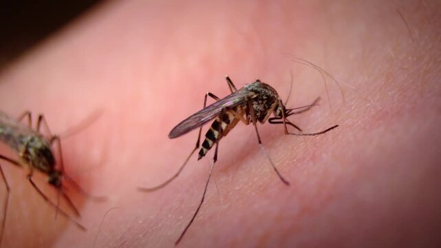 Close-up macro photography of a mosquito biting human skin capturing the biological detail and disease transmission risk of a biting insect
