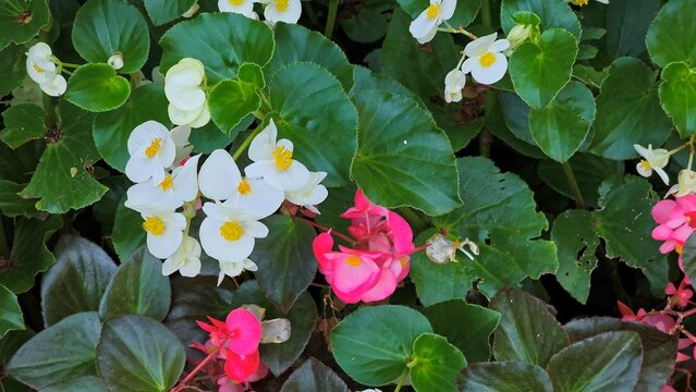 Close up of blooming white and pink wax begonia flowers with glossy green and bronze leaves in a sunlit park garden bed.