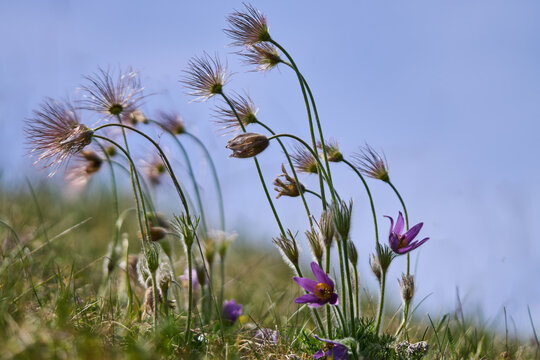 Samenst&auml;nde der K&uuml;chenschelle, Kuhschelle, Pulsatilla vulgaris