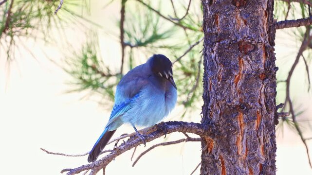 Vibrant blue Steller's jay bird rests on a conifer branch in an alpine forest setting within a scenic Utah national park