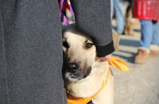 portrait of a rescued golden haired dog looking directly at the viewer while resting beneath the gentle hand of its owner. the dog's eyes convey longing, loyalty, trust and lingering fear