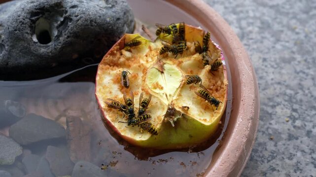 Wasps swarming and feeding on a sliced apple in a garden bird bath