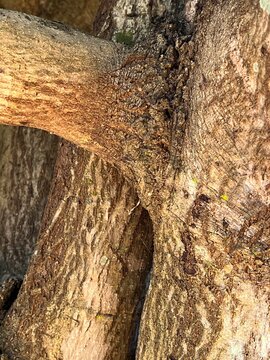 Intertwined Tree Trunks and Branch with Rich Organic Bark Patterns, Warm Earthy Tones and Natural Curves Creating an Artistic Abstract Composition
