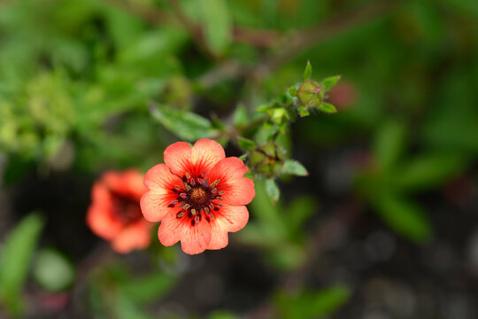 Cinquefoil orange red flower - Latin name - Potentilla nepalensis Roxana