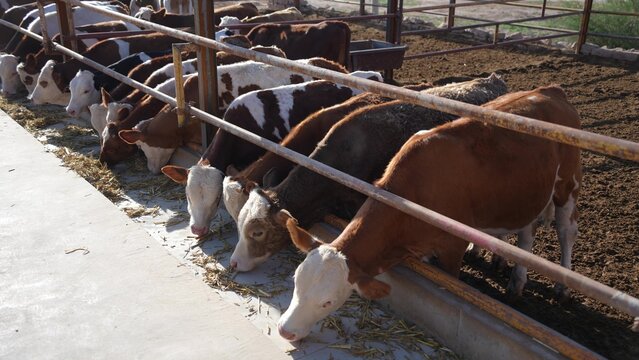 cows feeding in barn trough