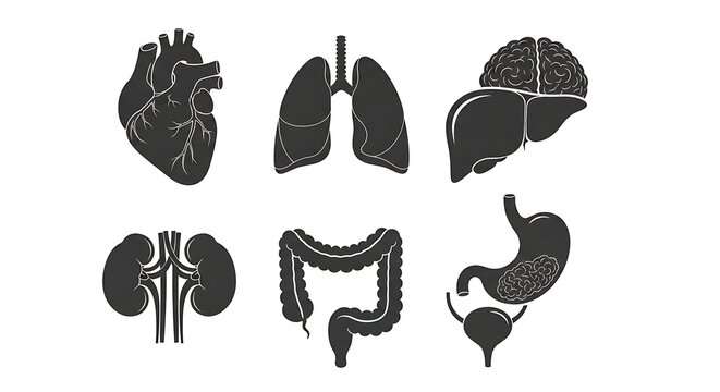 Human internal organs diagram