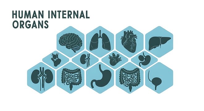 Human internal organs diagram