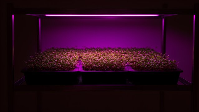 Seedlings under a purple grow light, indoor growing setup