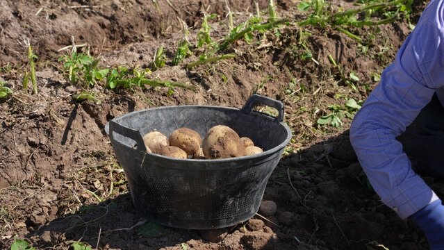 Farmer harvesting fresh potatoes from soil into a black bucket in the field