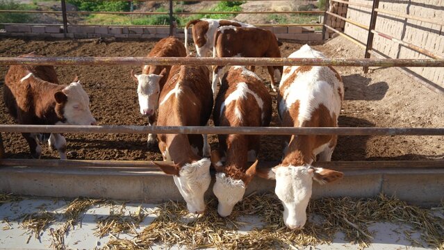 Cattle feeding on hay inside a fenced enclosure
