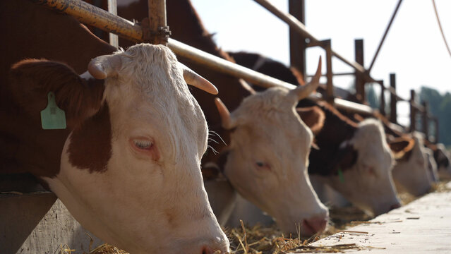 close up of dairy cows feeding on hay in a barn