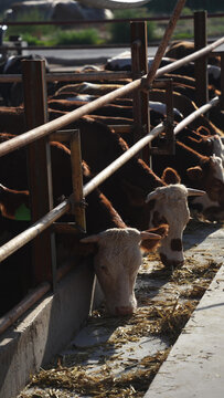 cows feeding in barn with hay on ground
