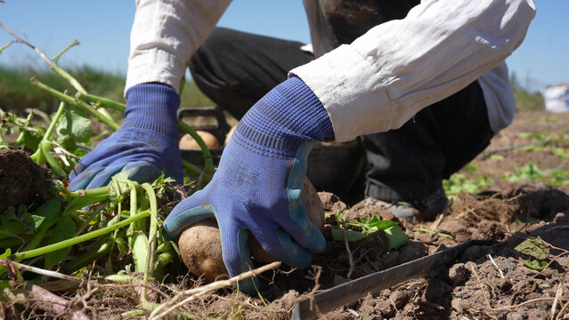Farmer wearing gloves harvesting potatoes in the field