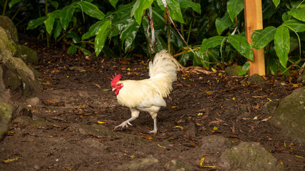 COQ © Yves BOILEAU