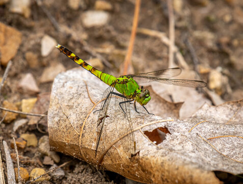 Female Eastern Pondhawk