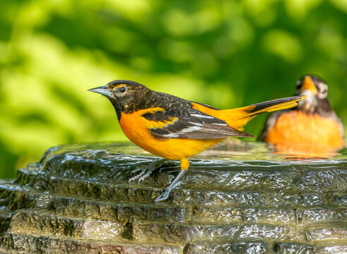 Male Baltimore Oriole in Garden Fountain