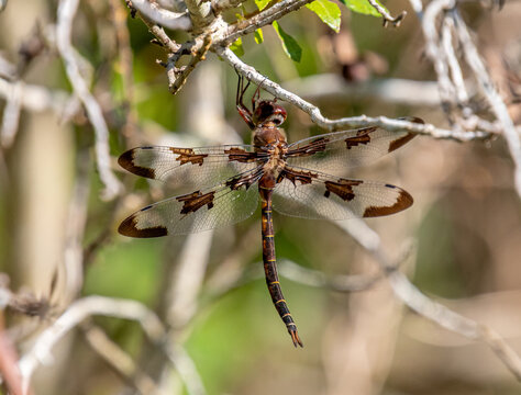 Prince Baskettail Dragonfly