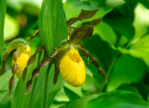 Yellow Lady's-slipper Orchid in Woodland Garden