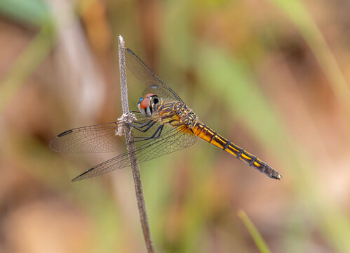 Blue Dasher