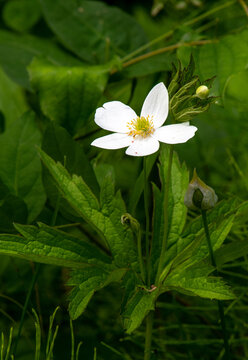 Canada Anemone