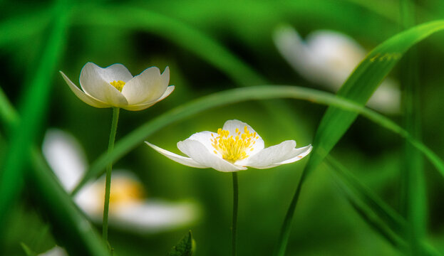 Canada Anemone