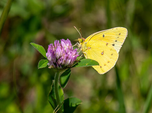 Clouded Sulphur
