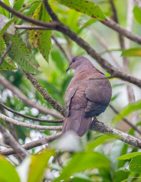 Ruddy Pigeon in Costa Rica