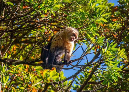 Central American White-faced Capuchin