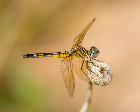 Blue Dasher Damselfly on Dry Flower Head