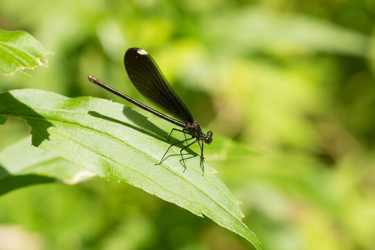 Ebony Jewelwing