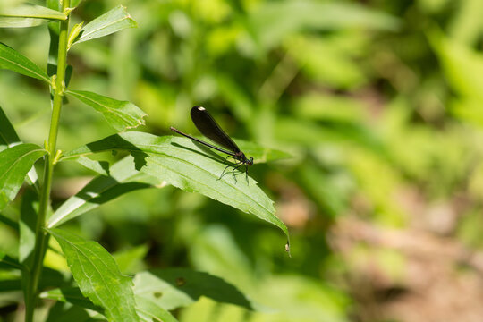 Ebony Jewelwing