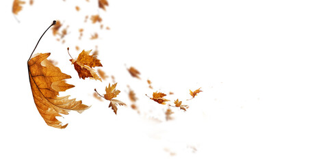Fototapeta na wymiar leaf leaves isolated autumn winter season background falling fall platanus tree wid air w