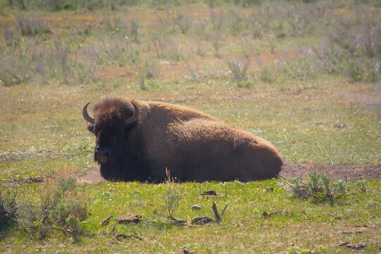 american bison grazing