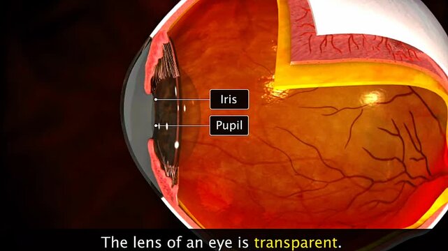 Human eye lens anatomy showing its transparent biconvex structure and ability to focus incoming light.