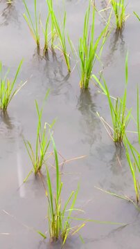 An aerial view of rice plants arranged in rows in the water during the rainy season in Thailand.