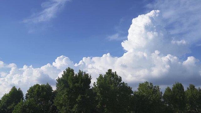 Towering cumulus clouds above green treetops
