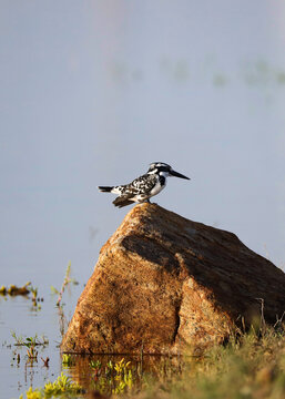 Pied Kingfisher Perched on Mud Lump by Lakeshore in Morning Light. A Pied Kingfisher (Ceryle rudis) perched on a small mud lump along the edge of a lake in soft morning light. 