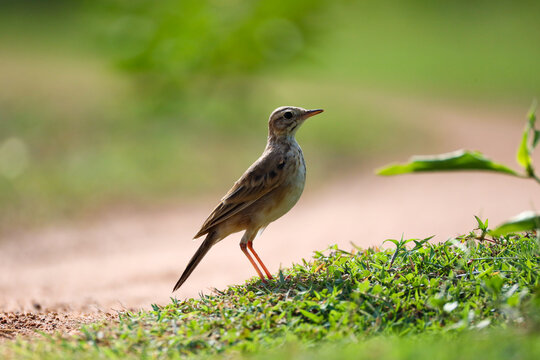 Paddyfield Pipit Standing on Ground in Morning Light. A Paddyfield Pipit (Anthus rufulus) standing on the ground in soft morning light. The small grassland bird is captured in its natural habitat.