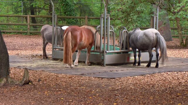 4K video of cute Shetland ponies eating hay together from a metal feeder in an outdoor wooded paddock enclosure