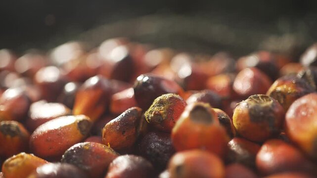 Palm Fruit Oil Palm Fruit 2