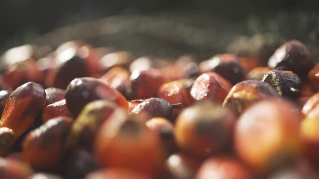Palm Fruit Oil Palm Fruit