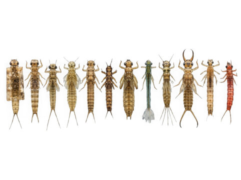 Set of different grasshopper and locust insects isolated on transparent background