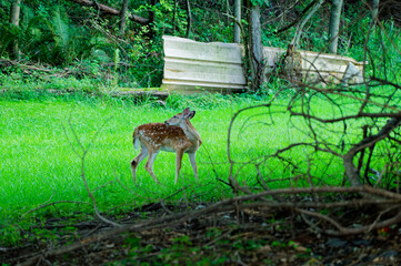 A young spotted fawn stands alert in a bright green meadow at the edge of a wooded area, framed by branches and tree trunks that create a peaceful, natural woodland scene.  © Del Harper